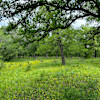 Forest Glades