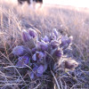 Wide Open Prairies