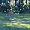 Tawas Pointe In The Woods