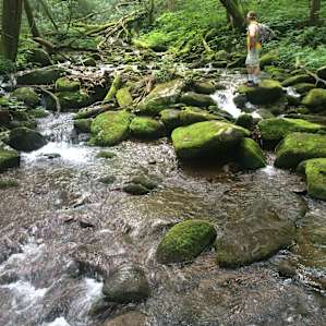 The beginning of low gap trail just up from Cosby.