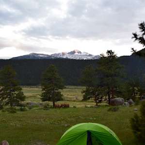 Site 65 was visited by a few elk and their calves