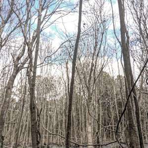 Swamp trails in the state park