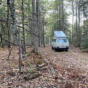 Quiet Acadia Woods Near Ocean