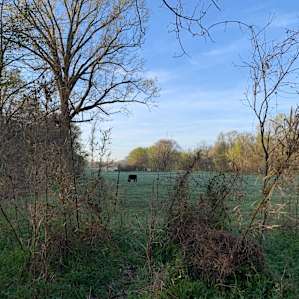 Site 13 - it was fun watching the cows graze around this field and hearing them moo