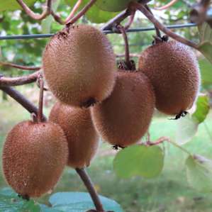 Kiwifruit orchard