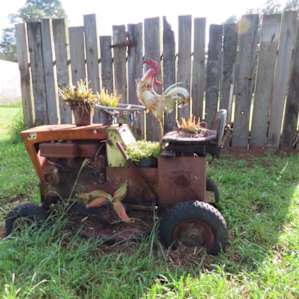 Rooster doing the slashing!