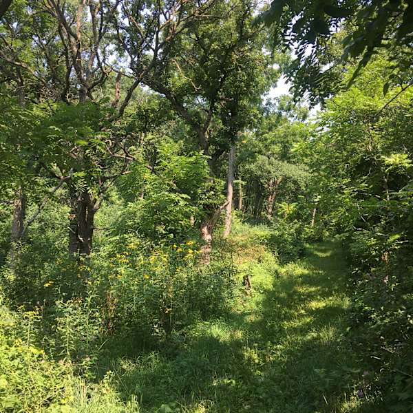 Isinours Management Unit Richard J Dorer Memorial Hardwood Mn 3 Hipcamper Reviews And 7 Photos