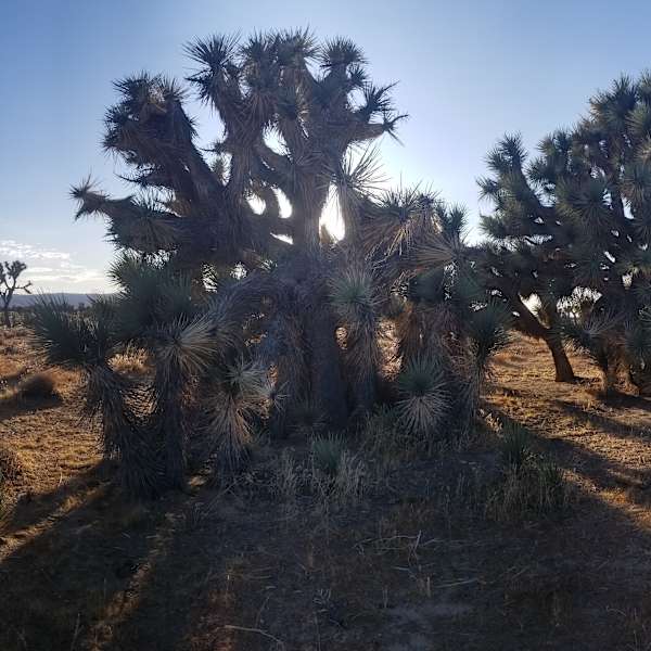 Joshua Tree Ranch Los Angeles Joshua Tree Ranch Los Angeles Ca 27 Hipcamper Reviews And 65 Photos