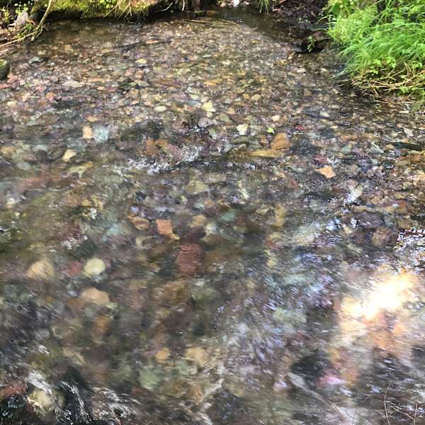 Best Camping In And Near Nez Perce Clearwater National Forests