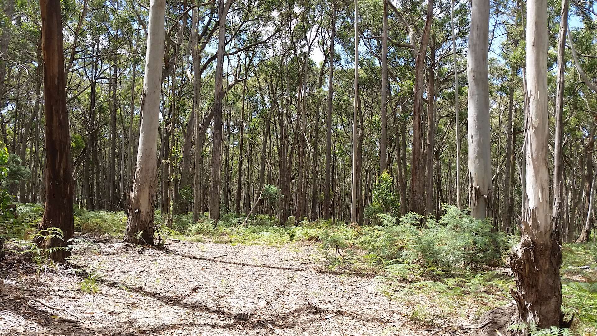 El Camino Daylesford Forest Retreat Hipcamp In Wheatsheaf Victoria el-camino-daylesford-forest-retreat-hipcamp-in-wheatsheaf-victoria