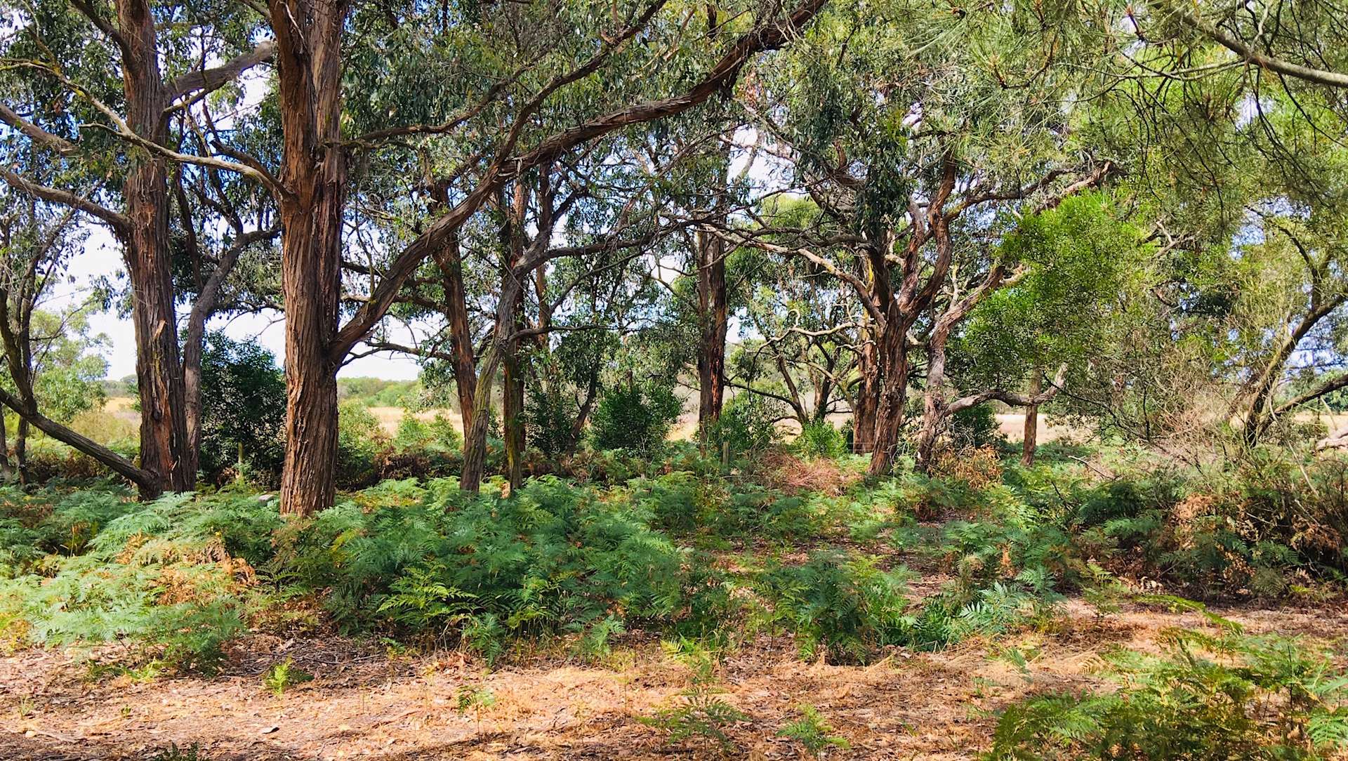 French Island Cottage Camping Hipcamp in French Island, Victoria