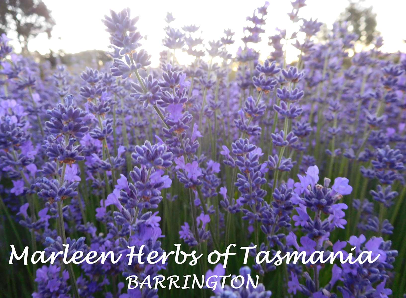 Marleen Herbs of Tasmania Hipcamp in Barrington, Tasmania