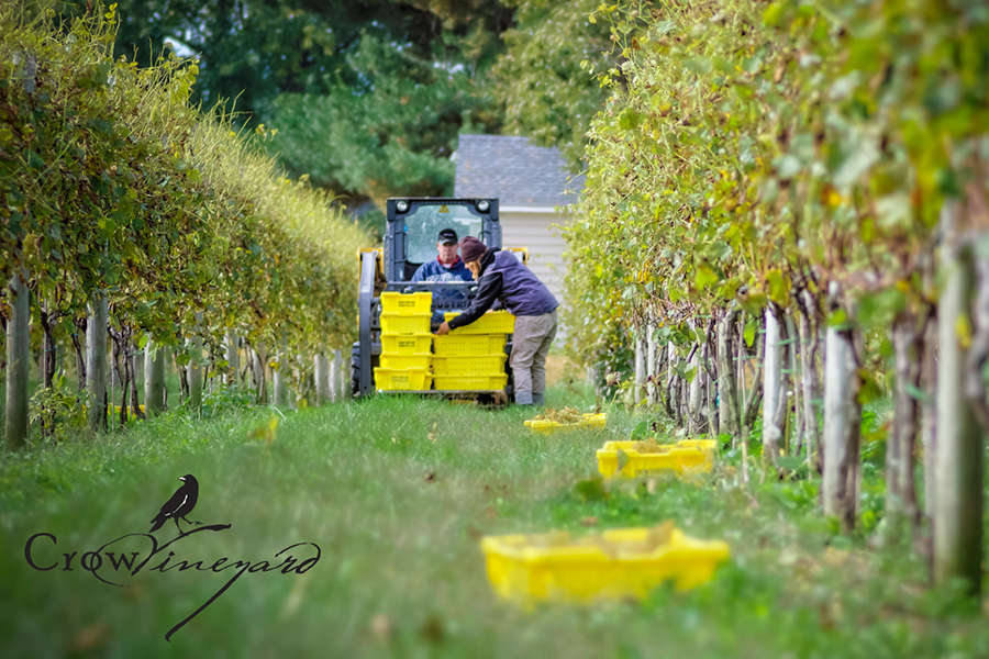 Crow vineyard hotsell