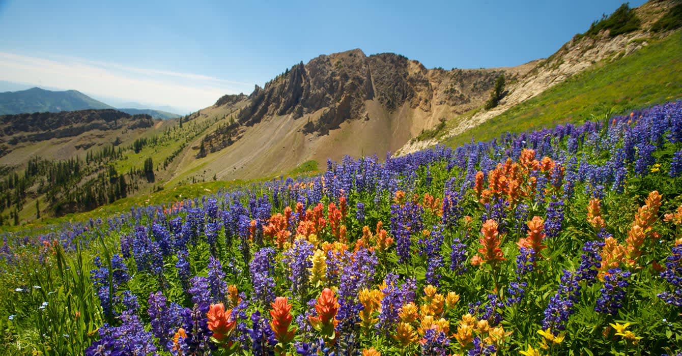Snowbird Horse Glamping Hipcamp in Alta Utah