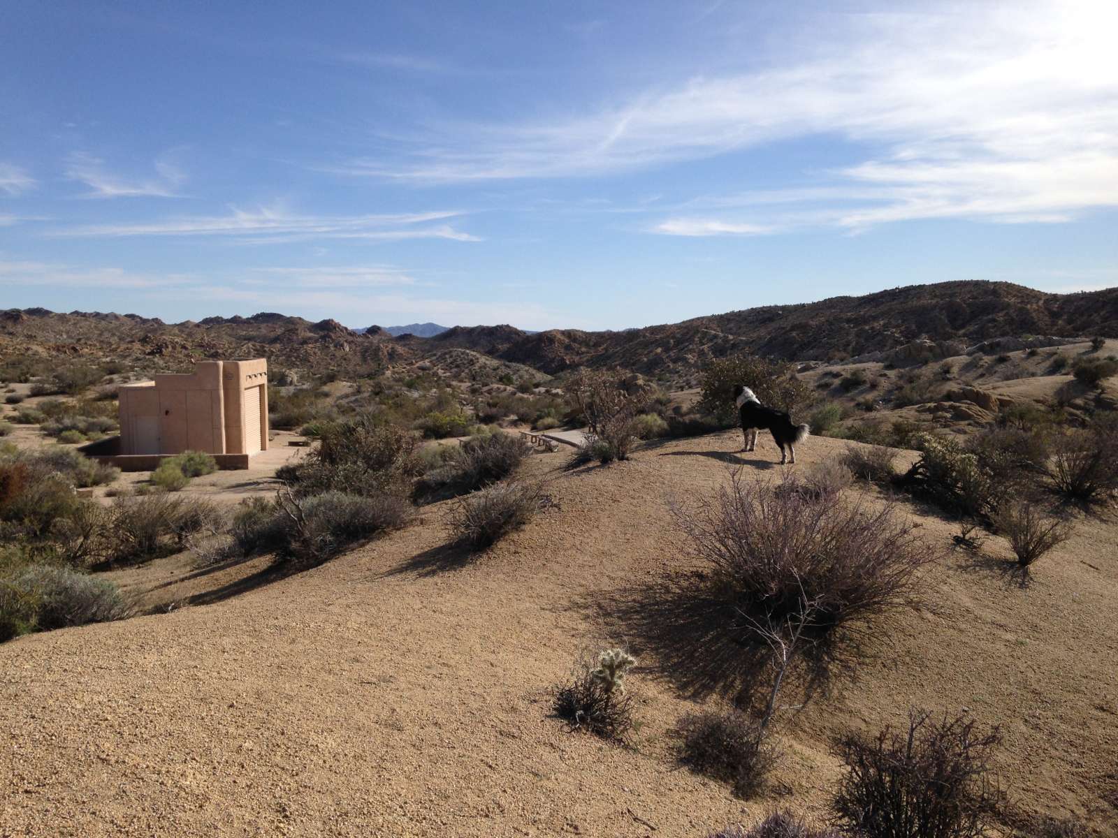 cottonwood campground joshua tree reviews