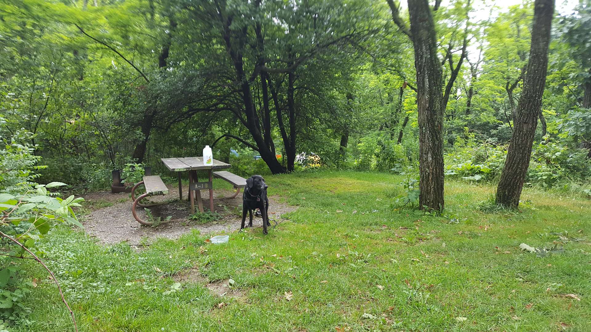 Loft Mountain Campground Shenandoah Va 3 Hipcamper Reviews And 27 Photos