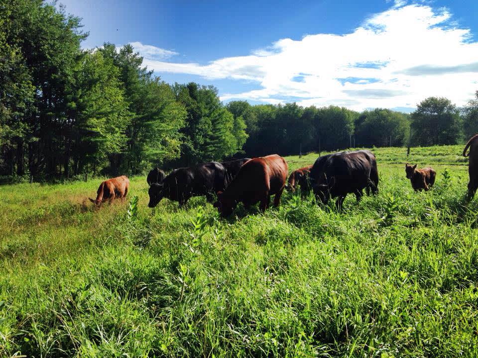 Grazin' Acres Hipcamp in Salem , New York