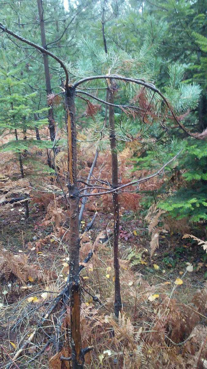 Camp in the Enchanted Forest. Hipcamp in Bonners Ferry, Idaho