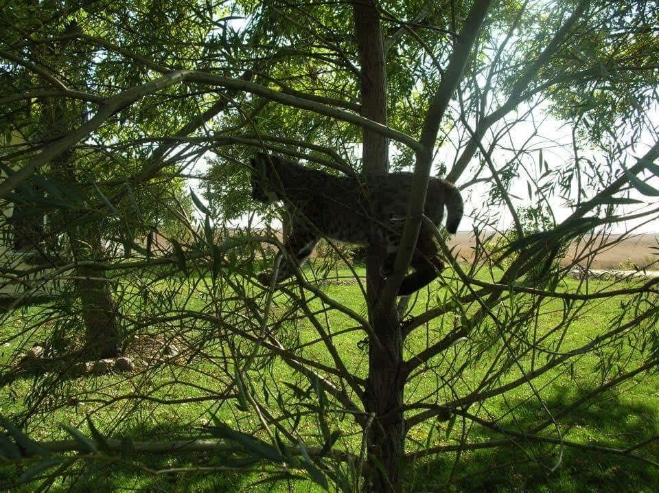 The Shambala Farm Hipcamp in Lake Park, Iowa