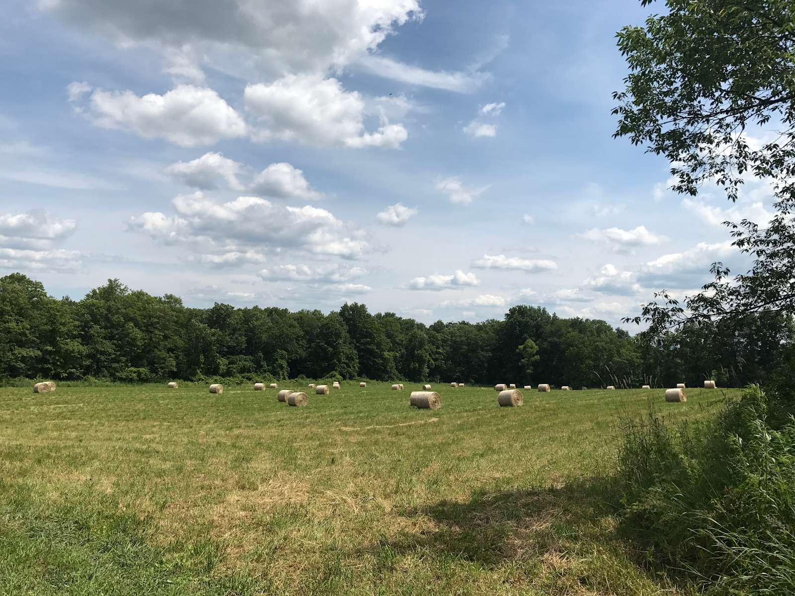 Jason R.’s Land Hipcamp in Newfield, New York