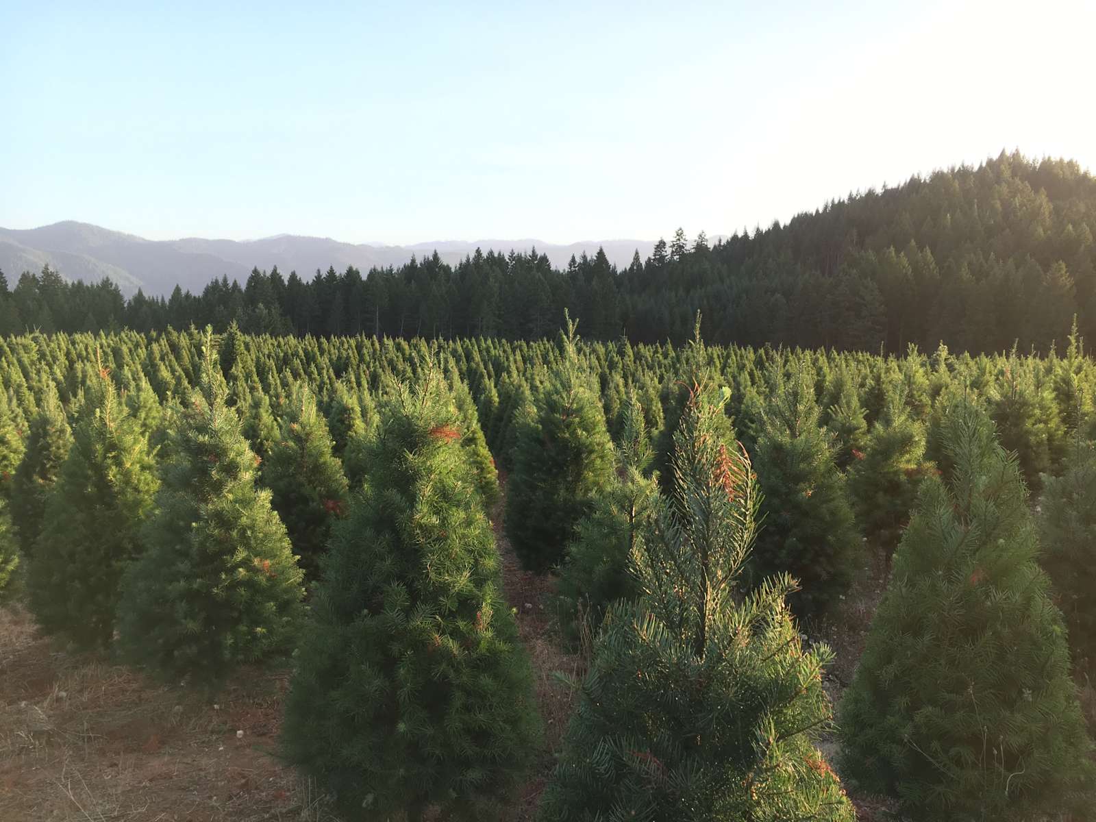 Mountain Tp Views Treefarm Hot Tub C Christmas Tree Heaven Or 29 Hipcamper Reviews And 65 Photos