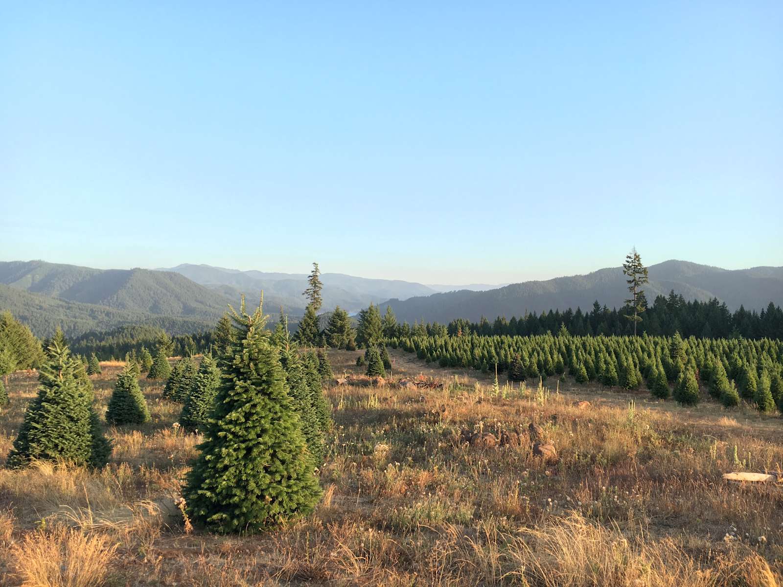 Mountain Tp Views Treefarm Hot Tub C Christmas Tree Heaven Or 29 Hipcamper Reviews And 65 Photos