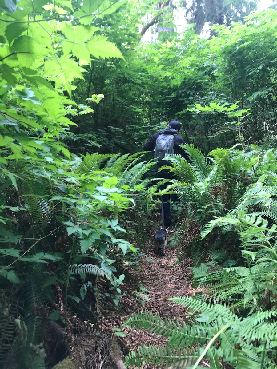 Forks Sol Duc Campground Hipcamp in Forks, Washington