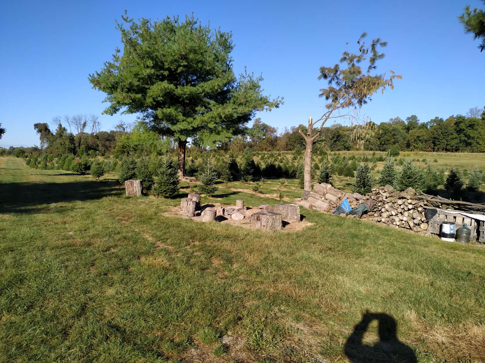 Christmas Tree Farm With Views Camping