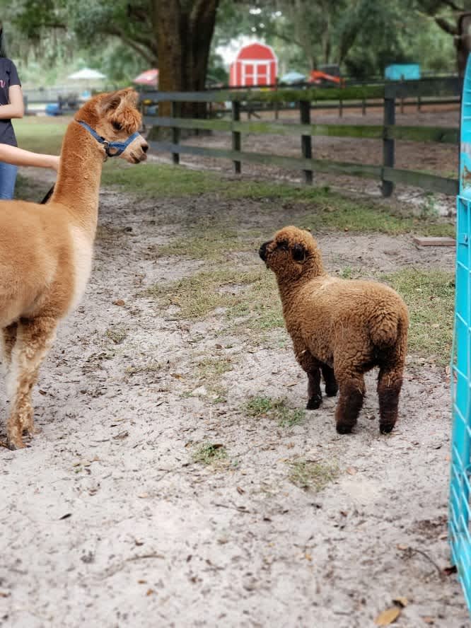 Home of Many Miniature Animals Hipcamp in Mount Dora, Florida