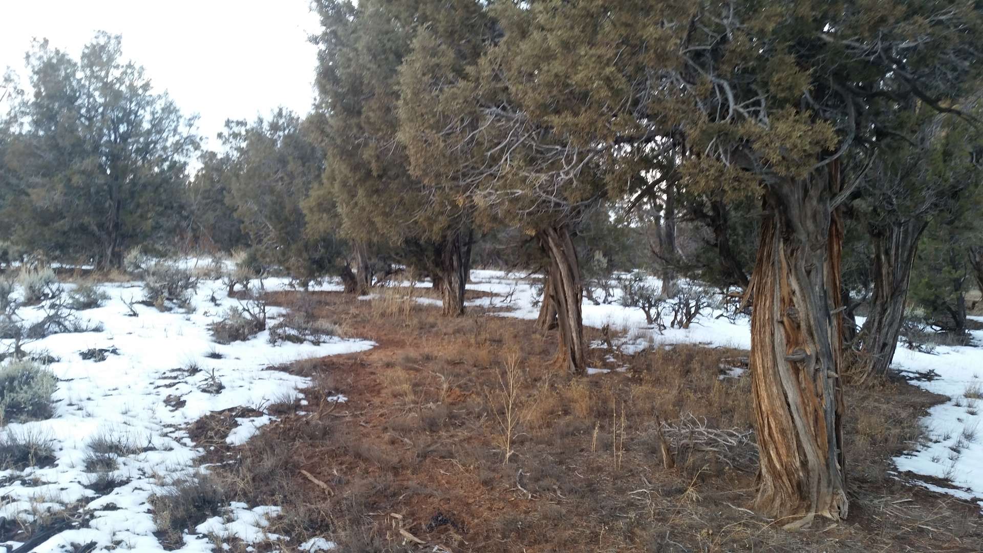 Dark Sky Paradise Hipcamp in Naturita, Colorado
