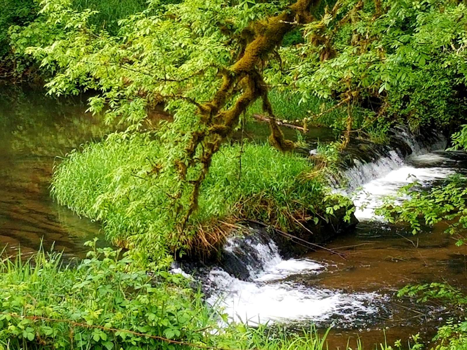Beyond the Bridge Hipcamp in Eddyville, Oregon