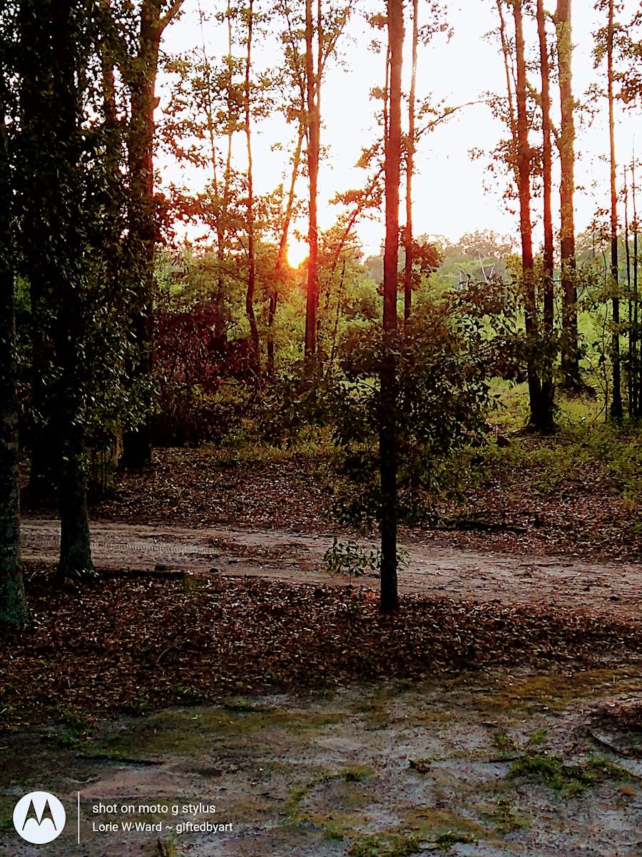 Magnolia Hill Hipcamp in Brooklet,