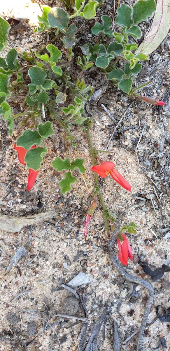 Jabez Farm Moora Camping