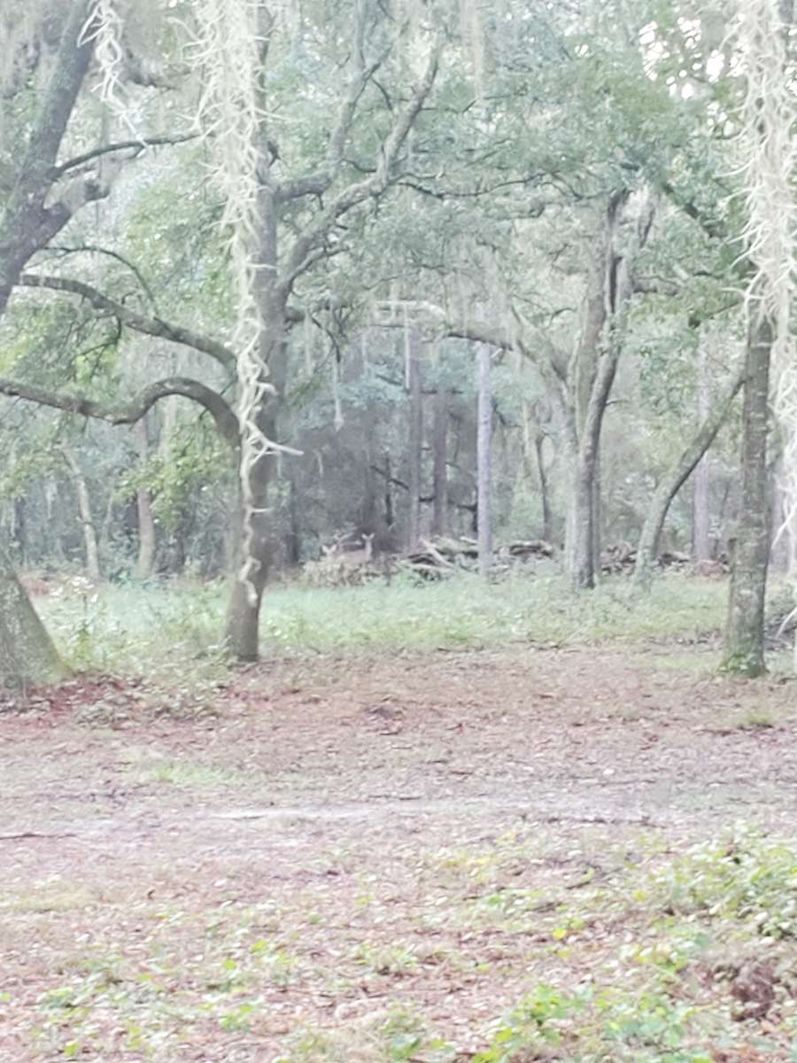 Wooded secluded working farm ranch Hipcamp in Groveland, Florida