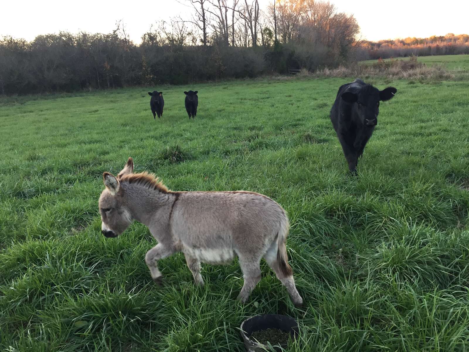 Premium Photo | Green grass fields park