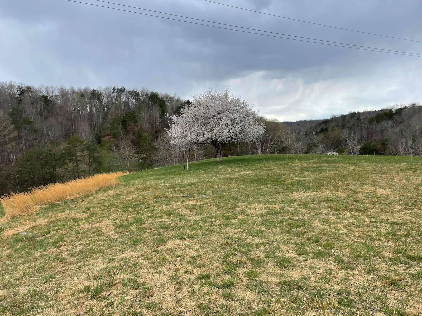 Virginia Apple Tree Apple Tree With a View - Hipcamp in Liberty, West Virginia
