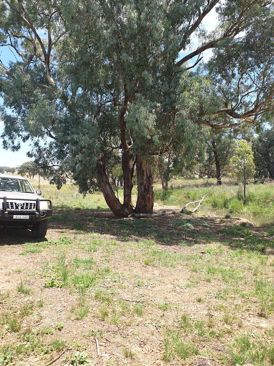 Tracey S.’s Land Hipcamp in Neville, New South Wales