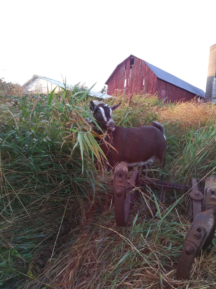 PB Farm Rustic camping Hipcamp in Machias, New York