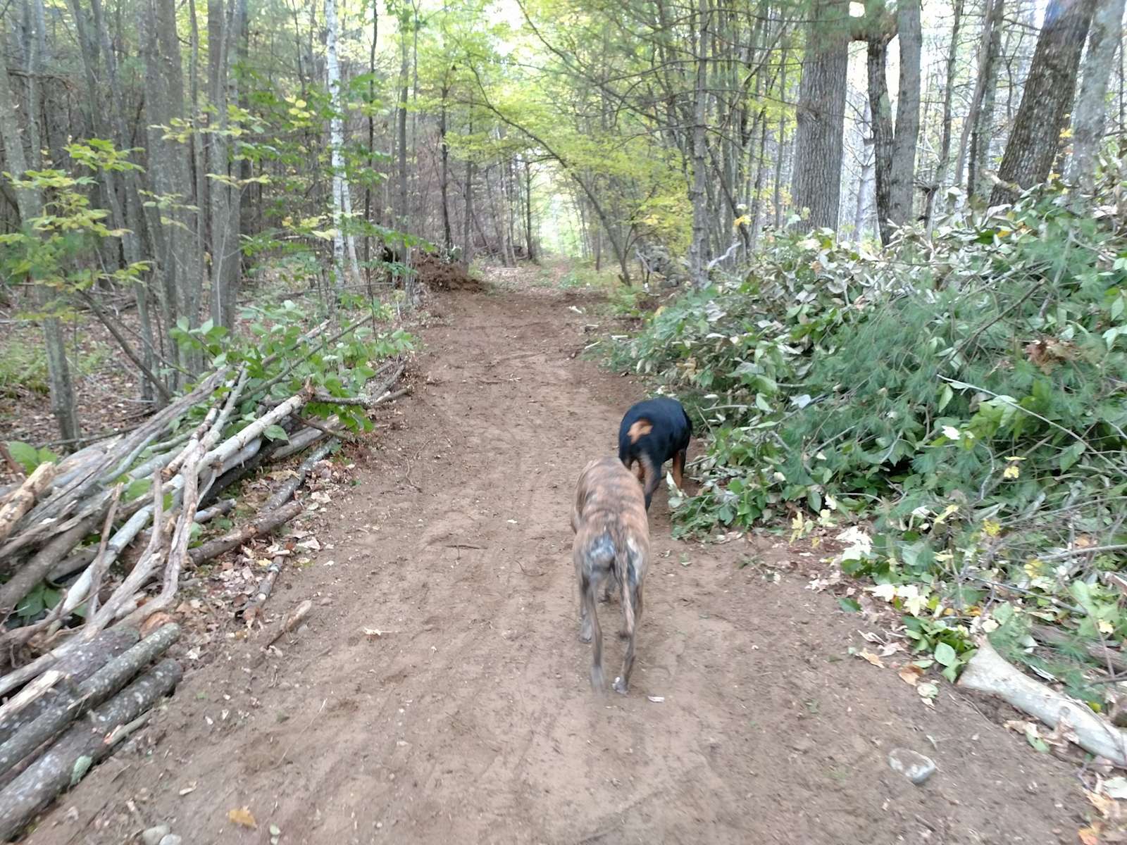 Forest & farm Hipcamp in Acton, Maine