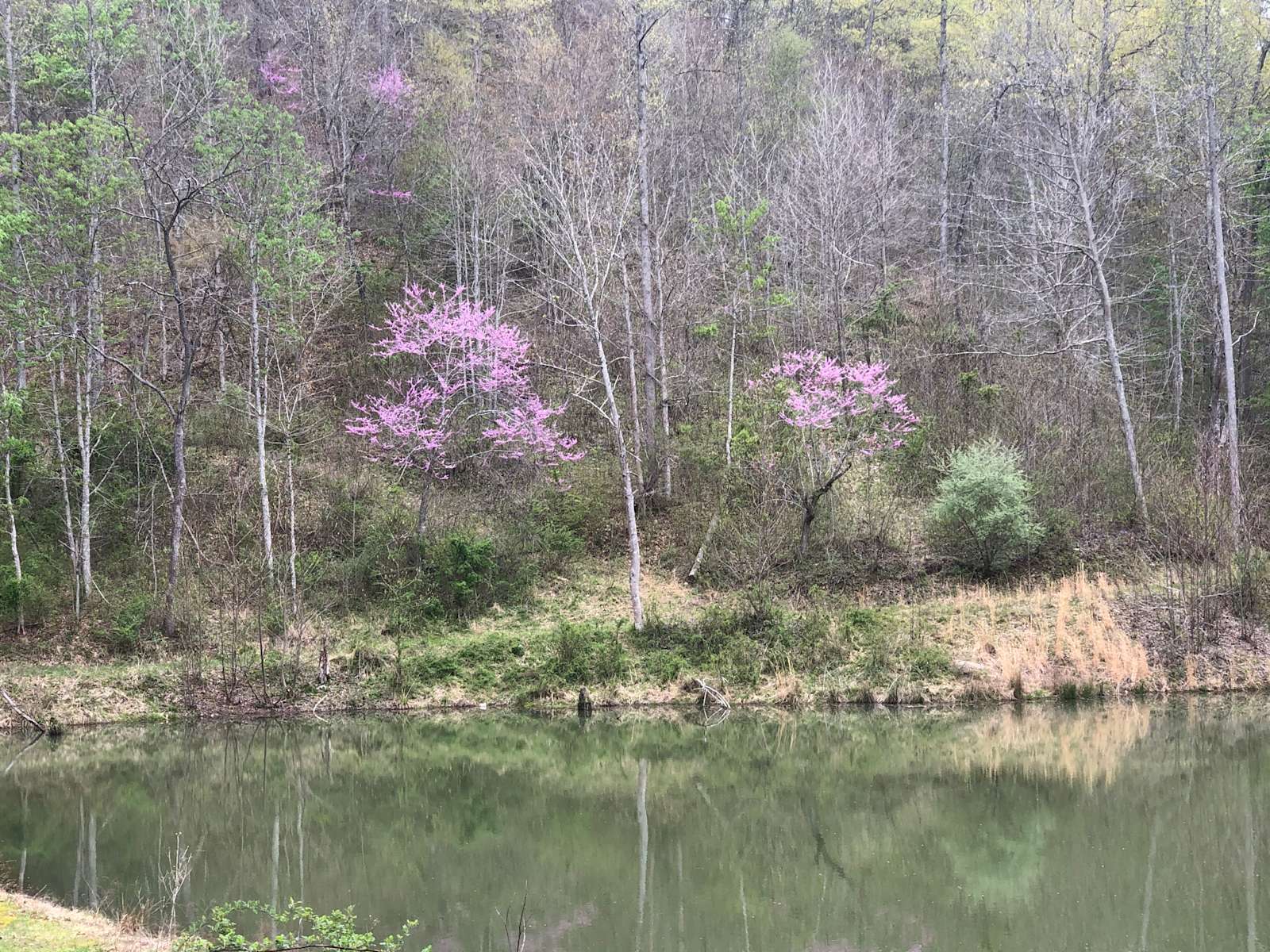 The Refuge tent camping Hipcamp in Albany, Ohio