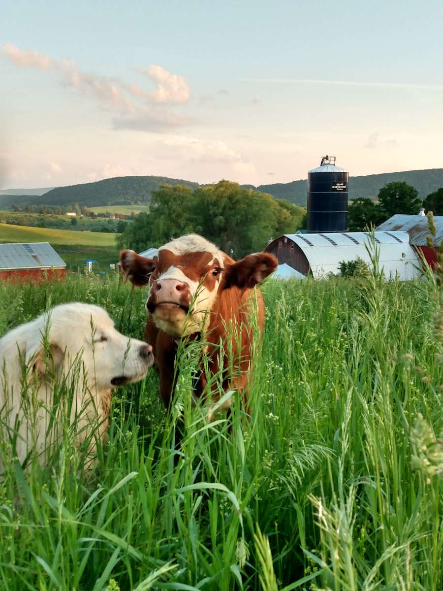 Empty Pockets Ranch Hipcamp in Cobleskill, New York