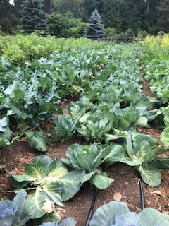 Coyote Farm - Hipcamp in Bainbridge Island, Washington