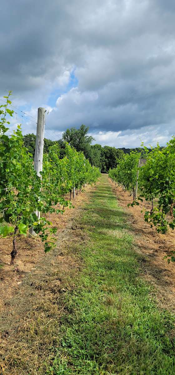 Goodwater Vineyards Hipcamp in Bybee, Tennessee