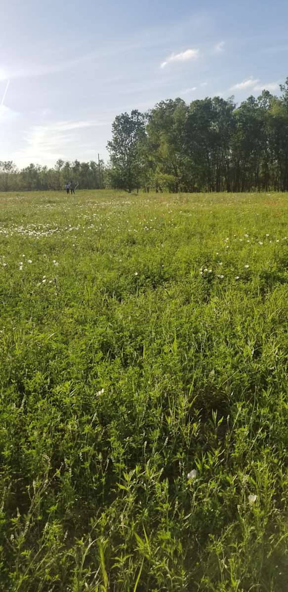 Black Willow Pond - Photo 3