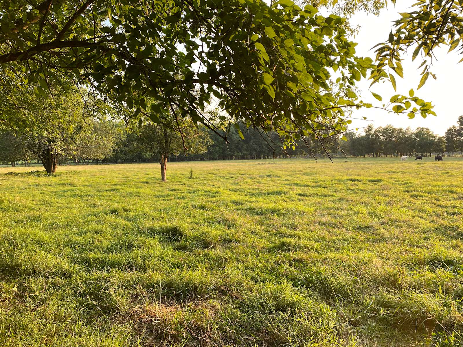 Anderton Farms Hipcamp in Bell Buckle, Tennessee