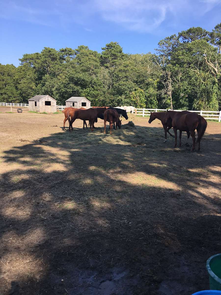 Cape Cod Horse Farm Hipcamp in Brewster, Massachusetts