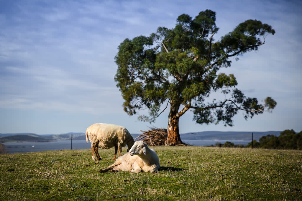 Ewenique Tasting House Hipcamp in Birchs Bay, Tasmania
