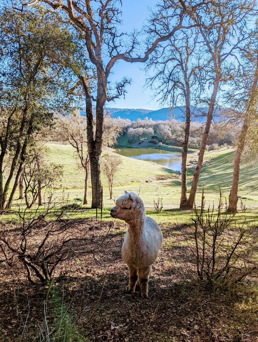 Alpacas in Sonoma, California - BEST OF W I N E C O U N T R Y