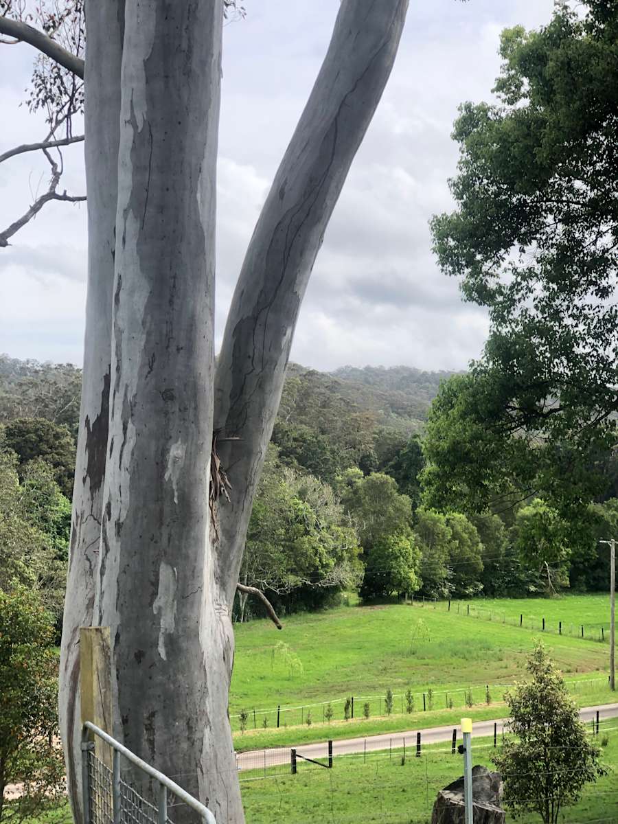 Myrtle Ridge farm Hipcamp in Ourimbah, New South Wales