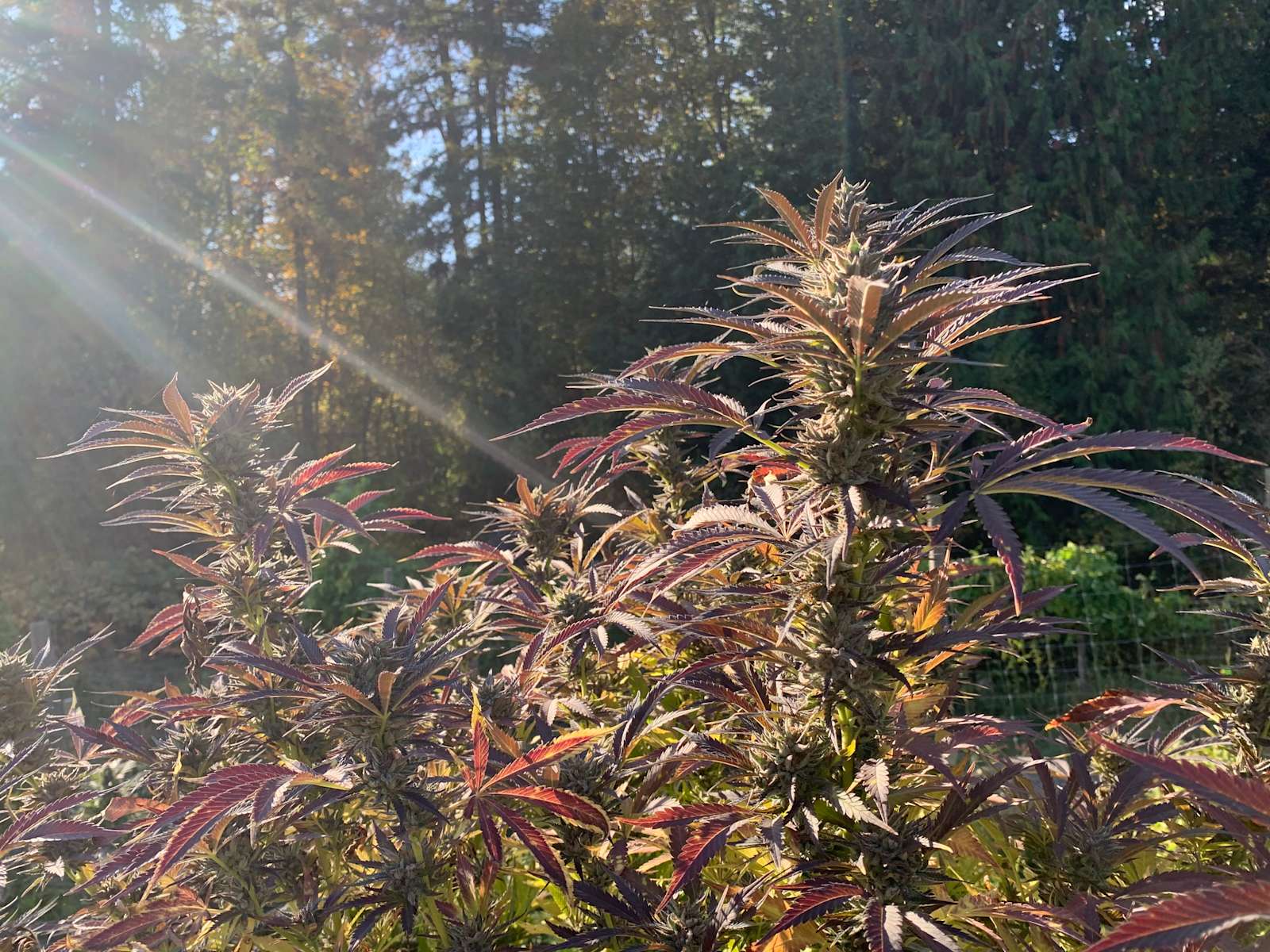 Cedar Creek Farm Hipcamp in Winlaw, British Columbia